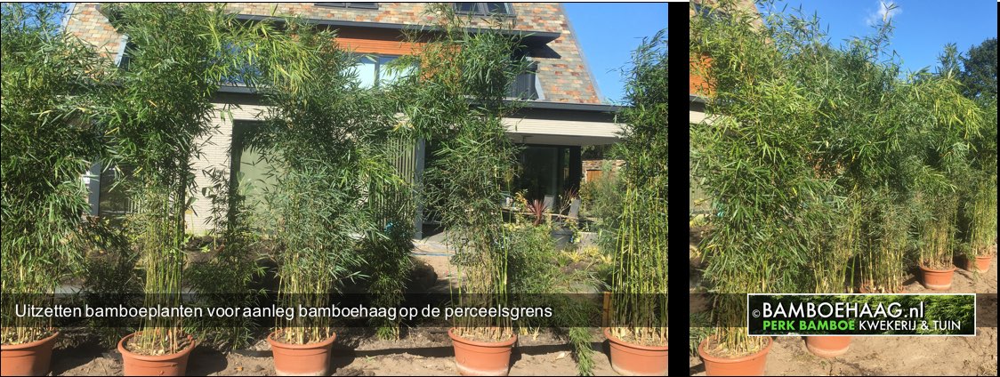 Uitzetten bamboeplanten voor aanleg bamboehaag op de perceelsgrens
