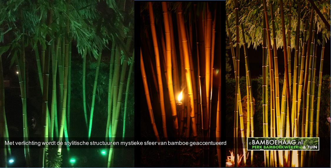 Met verlichting wordt de stylitische structuur en mystieke sfeer van bamboe geaccentueerd