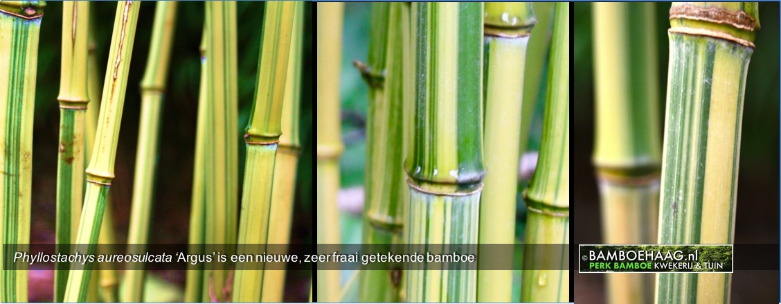 Phyllostachys aureosulcata Argus is een nieuwe zeer fraai getekende bamboe
