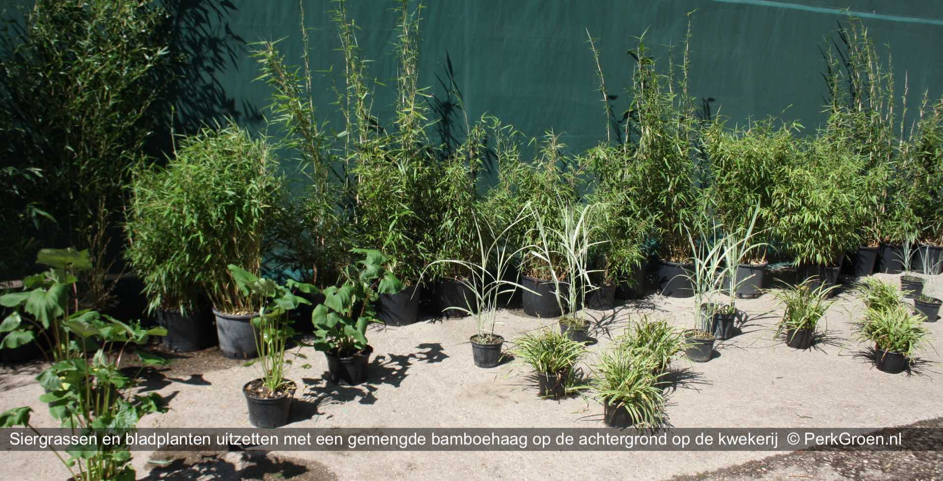 Uitzetten siergrassen met gemengde bamboehaag op de achtergrond PerkBamboe nl